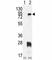 Protein Arginine Methyltransferase 7 antibody, F40475-0.4ML, NSJ Bioreagents, Western Blot image 