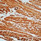 Actin Alpha 2, Smooth Muscle antibody, LS-C87563, Lifespan Biosciences, Immunohistochemistry frozen image 