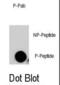 Mitogen-Activated Protein Kinase Kinase Kinase Kinase 4 antibody, abx031979, Abbexa, Western Blot image 