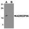 Energy Homeostasis Associated antibody, LS-B10139, Lifespan Biosciences, Western Blot image 