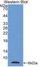 Thymosin Beta 4 X-Linked antibody, LS-C296632, Lifespan Biosciences, Western Blot image 