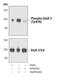 Glutamate Ionotropic Receptor AMPA Type Subunit 2 antibody, PA5-17096, Invitrogen Antibodies, Western Blot image 