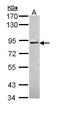 Protein Kinase C Alpha antibody, GTX111252, GeneTex, Western Blot image 