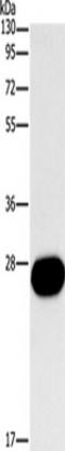 BCL2 Family Apoptosis Regulator BOK antibody, TA349258, Origene, Western Blot image 