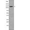 Cadherin 5 antibody, abx149144, Abbexa, Western Blot image 