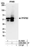6-Phosphofructo-2-Kinase/Fructose-2,6-Biphosphatase 2 antibody, A304-286A, Bethyl Labs, Immunoprecipitation image 