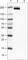 CD45 antibody, AMAb90518, Atlas Antibodies, Western Blot image 