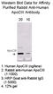 Apolipoprotein C3 antibody, 33A-R1a, Academy Bio-Med, Western Blot image 