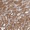 Metal Regulatory Transcription Factor 1 antibody, HPA028689, Atlas Antibodies, Immunohistochemistry frozen image 