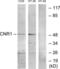 CNR antibody, LS-C198818, Lifespan Biosciences, Western Blot image 