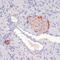 Rfuc-t antibody, 16-551, ProSci, Immunohistochemistry paraffin image 