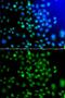 Activating Transcription Factor 7 antibody, GTX64611, GeneTex, Immunofluorescence image 