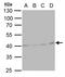 hA6RP antibody, GTX115626, GeneTex, Western Blot image 