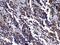 RAN, Member RAS Oncogene Family antibody, PA5-79913, Invitrogen Antibodies, Immunohistochemistry frozen image 