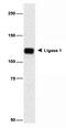 DNA Ligase 1 antibody, NB100-119, Novus Biologicals, Western Blot image 