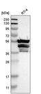 Transmembrane And Coiled-Coil Domains 4 antibody, PA5-64955, Invitrogen Antibodies, Western Blot image 