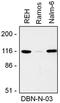Drebrin 1 antibody, NBP2-22344, Novus Biologicals, Western Blot image 