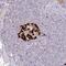 Glucagon antibody, NBP2-38330, Novus Biologicals, Immunohistochemistry frozen image 