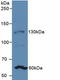 Jagged Canonical Notch Ligand 1 antibody, LS-C300849, Lifespan Biosciences, Western Blot image 