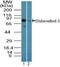Dishevelled Segment Polarity Protein 3 antibody, PA5-23401, Invitrogen Antibodies, Western Blot image 