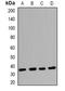 Claudin 17 antibody, orb382562, Biorbyt, Western Blot image 