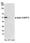 Septin 10 antibody, NBP2-44287, Novus Biologicals, Western Blot image 