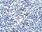 T-cell acute lymphocytic leukemia protein 1 antibody, PA5-46869, Invitrogen Antibodies, Immunohistochemistry frozen image 