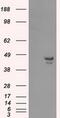 Calcium/Calmodulin Dependent Protein Kinase ID antibody, MA5-25045, Invitrogen Antibodies, Western Blot image 