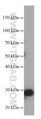 Male-Enhanced Antigen 1 antibody, 66472-1-Ig, Proteintech Group, Western Blot image 