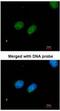 X-Ray Repair Cross Complementing 4 antibody, NBP1-30878, Novus Biologicals, Immunofluorescence image 