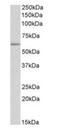 Tryptophan Hydroxylase 2 antibody, orb125175, Biorbyt, Western Blot image 