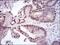 Fos Proto-Oncogene, AP-1 Transcription Factor Subunit antibody, MA5-17076, Invitrogen Antibodies, Immunohistochemistry frozen image 