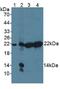 Proteasome Subunit Beta 9 antibody, MBS2027723, MyBioSource, Western Blot image 