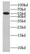 GA Binding Protein Transcription Factor Subunit Alpha antibody, FNab03280, FineTest, Western Blot image 