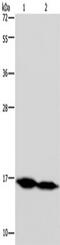 NADH:Ubiquinone Oxidoreductase Subunit A13 antibody, TA350036, Origene, Western Blot image 