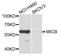MHC Class I Polypeptide-Related Sequence B antibody, STJ111844, St John