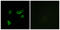 G Protein-Coupled Receptor 35 antibody, LS-C120718, Lifespan Biosciences, Immunofluorescence image 