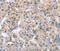 Zinc Finger FYVE-Type Containing 19 antibody, MBS2522737, MyBioSource, Immunohistochemistry frozen image 