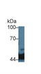 Isocitrate Dehydrogenase (NADP(+)) 1, Cytosolic antibody, LS-C663137, Lifespan Biosciences, Western Blot image 