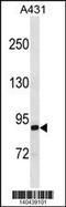 EPS8 Like 2 antibody, 60-594, ProSci, Western Blot image 