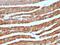 Cytochrome C, Somatic antibody, MBS438744, MyBioSource, Immunohistochemistry frozen image 