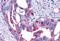 Frizzled Class Receptor 4 antibody, MBS243459, MyBioSource, Immunohistochemistry paraffin image 