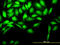 CDC28 Protein Kinase Regulatory Subunit 2 antibody, LS-C196928, Lifespan Biosciences, Immunofluorescence image 