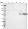 CD14 antibody, HPA002127, Atlas Antibodies, Western Blot image 