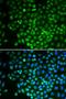 RNA Polymerase II Subunit D antibody, LS-C331733, Lifespan Biosciences, Immunofluorescence image 