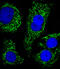 ATP Synthase F1 Subunit Beta antibody, A32270-2, Boster Biological Technology, Immunofluorescence image 