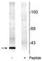 Tyrosine 3-Monooxygenase/Tryptophan 5-Monooxygenase Activation Protein Beta antibody, P02431, Boster Biological Technology, Western Blot image 