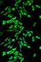 Stress Induced Phosphoprotein 1 antibody, orb49122, Biorbyt, Immunofluorescence image 