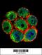 Slingshot Protein Phosphatase 3 antibody, 55-994, ProSci, Immunofluorescence image 