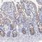 Transmembrane Protein 165 antibody, HPA038299, Atlas Antibodies, Immunohistochemistry frozen image 